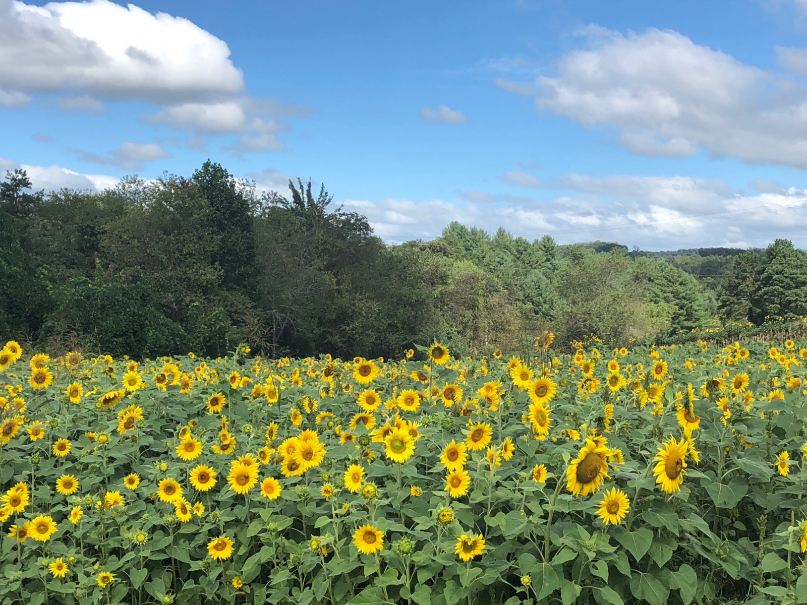 Olivette-Sunflowers